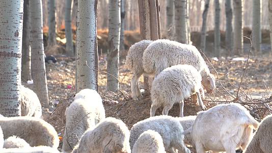 4K放羊放牧冬日暖阳下的羊群特写视频的预览图