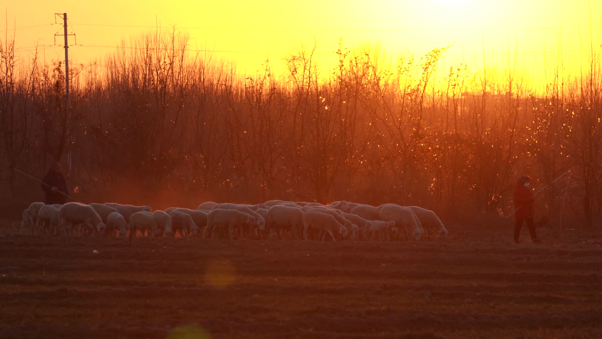 4K夕阳下的牧羊人冬日暖阳中放羊实拍视频的预览图