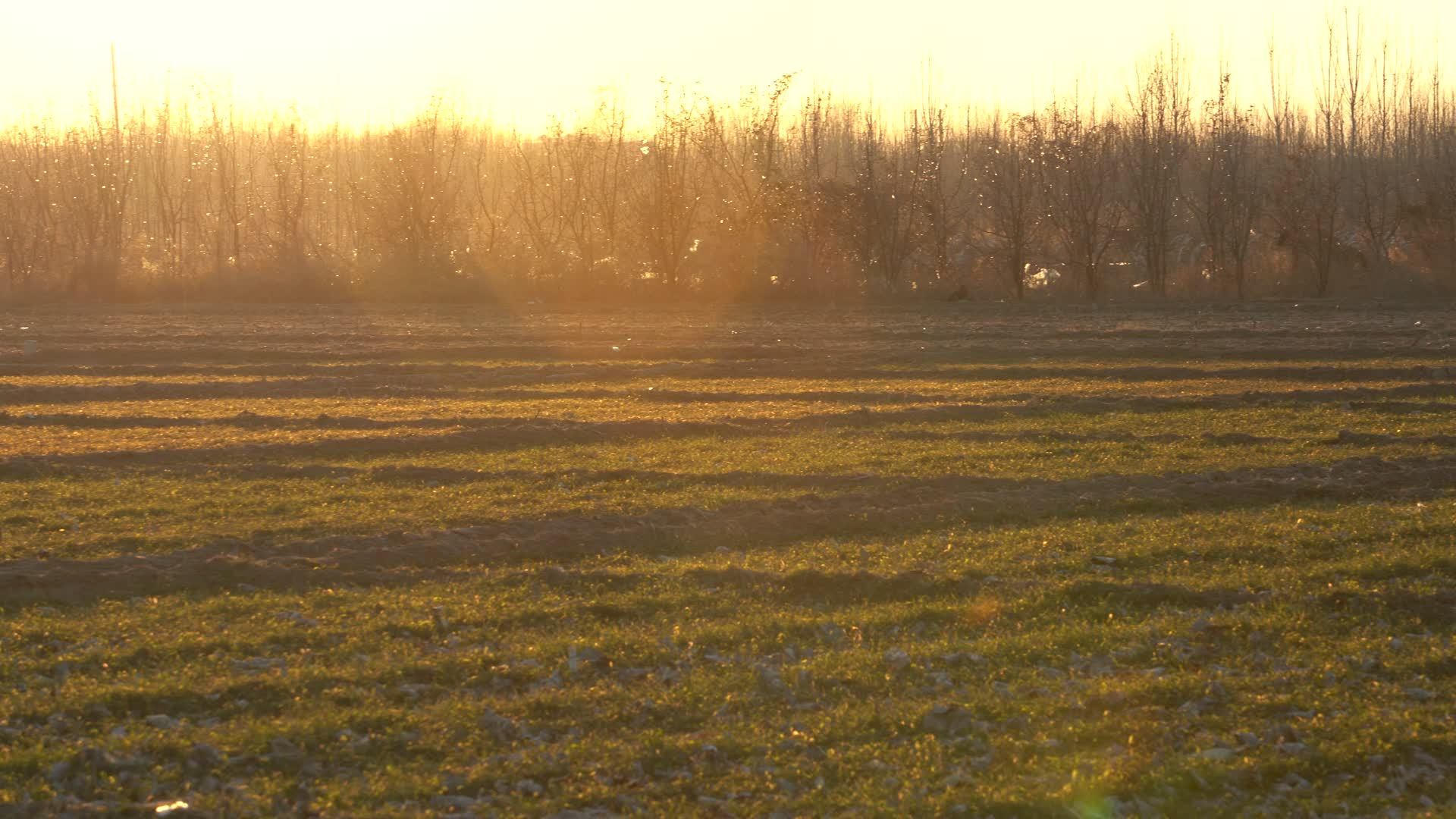 4K希望的田野夕阳下的北方农田视频的预览图
