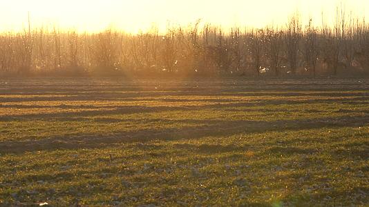 4K希望的田野夕阳下的北方农田视频的预览图