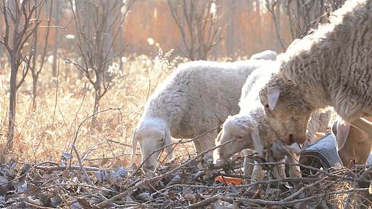 4K放羊放牧冬日暖阳下的羊群特写视频的预览图