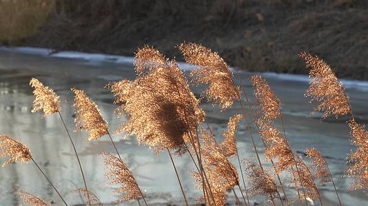 4K秋冬河边芦苇在阳光下下摇曳唯美镜头视频的预览图