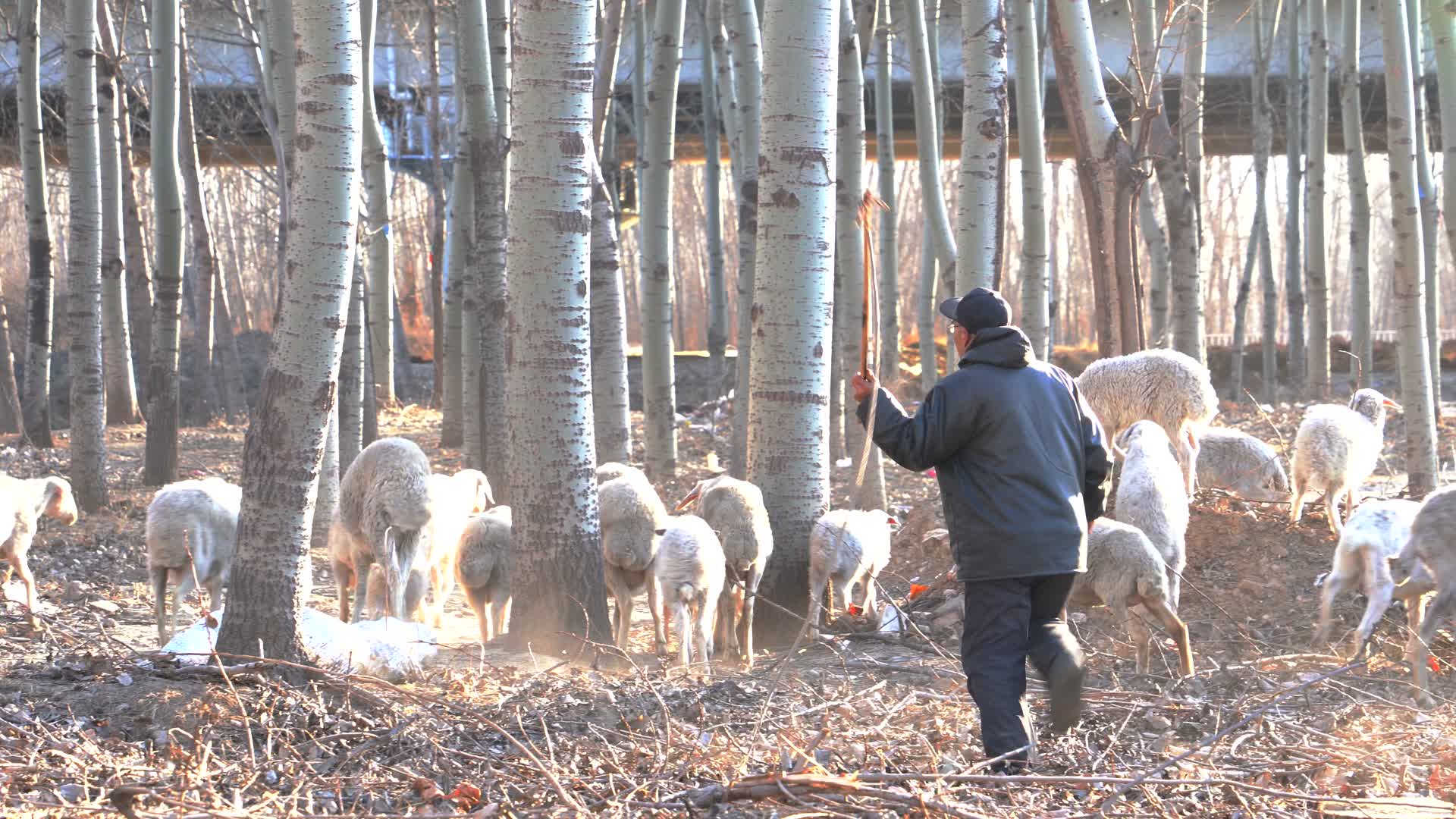 4K北方冬天驱赶羊群的牧羊人视频的预览图