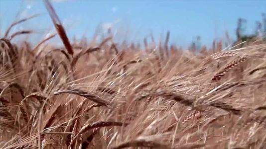 小麦种植金色麦田种植农业风光视频的预览图