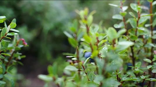 蓝莓的种植采摘和生产视频的预览图
