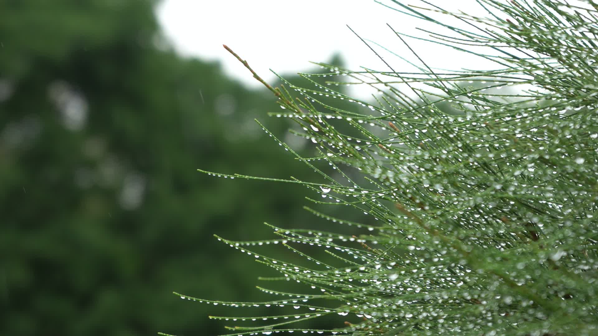 下雨天树上的雨滴视频的预览图