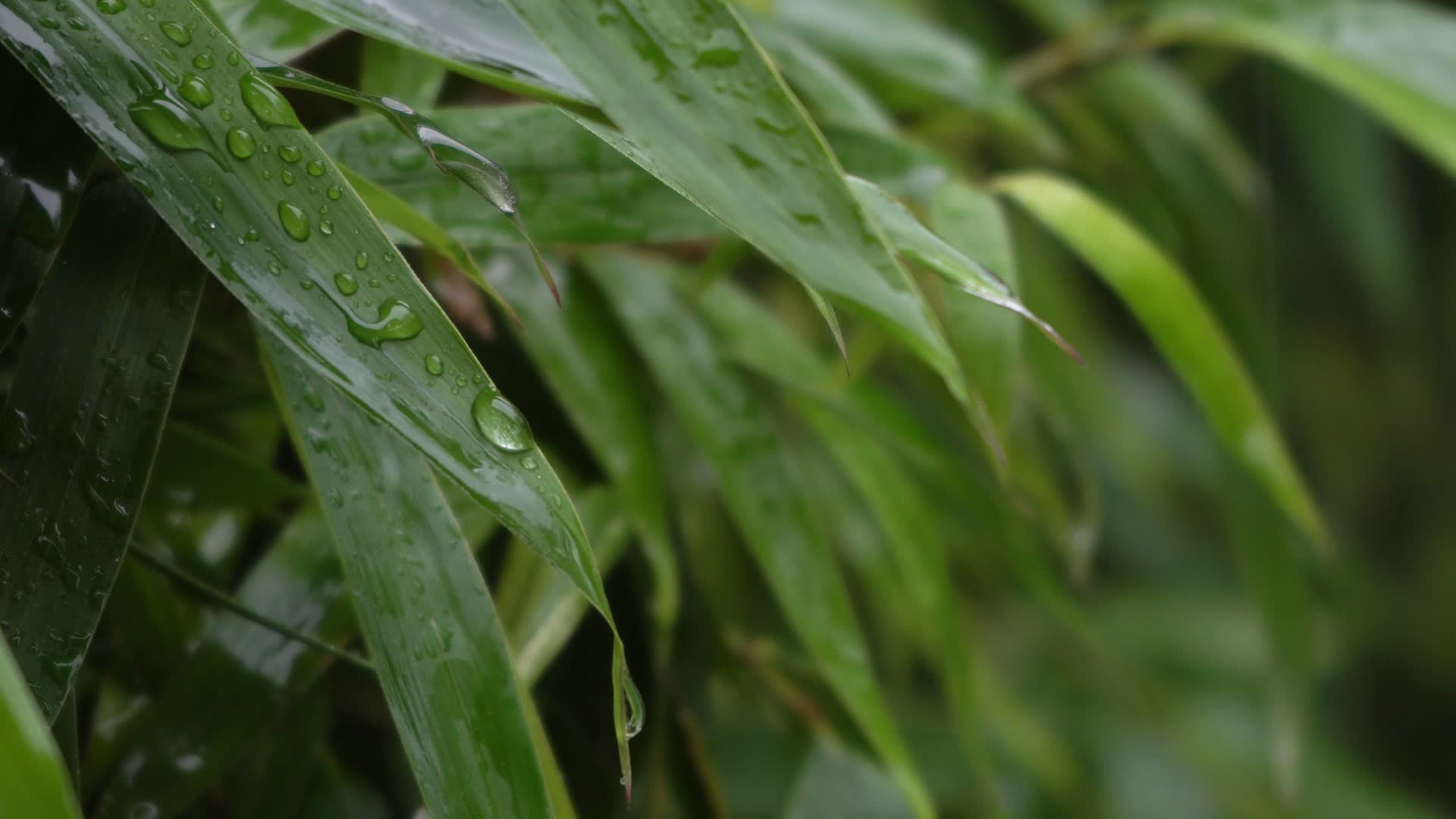 实拍雨天树叶上的雨滴视频的预览图
