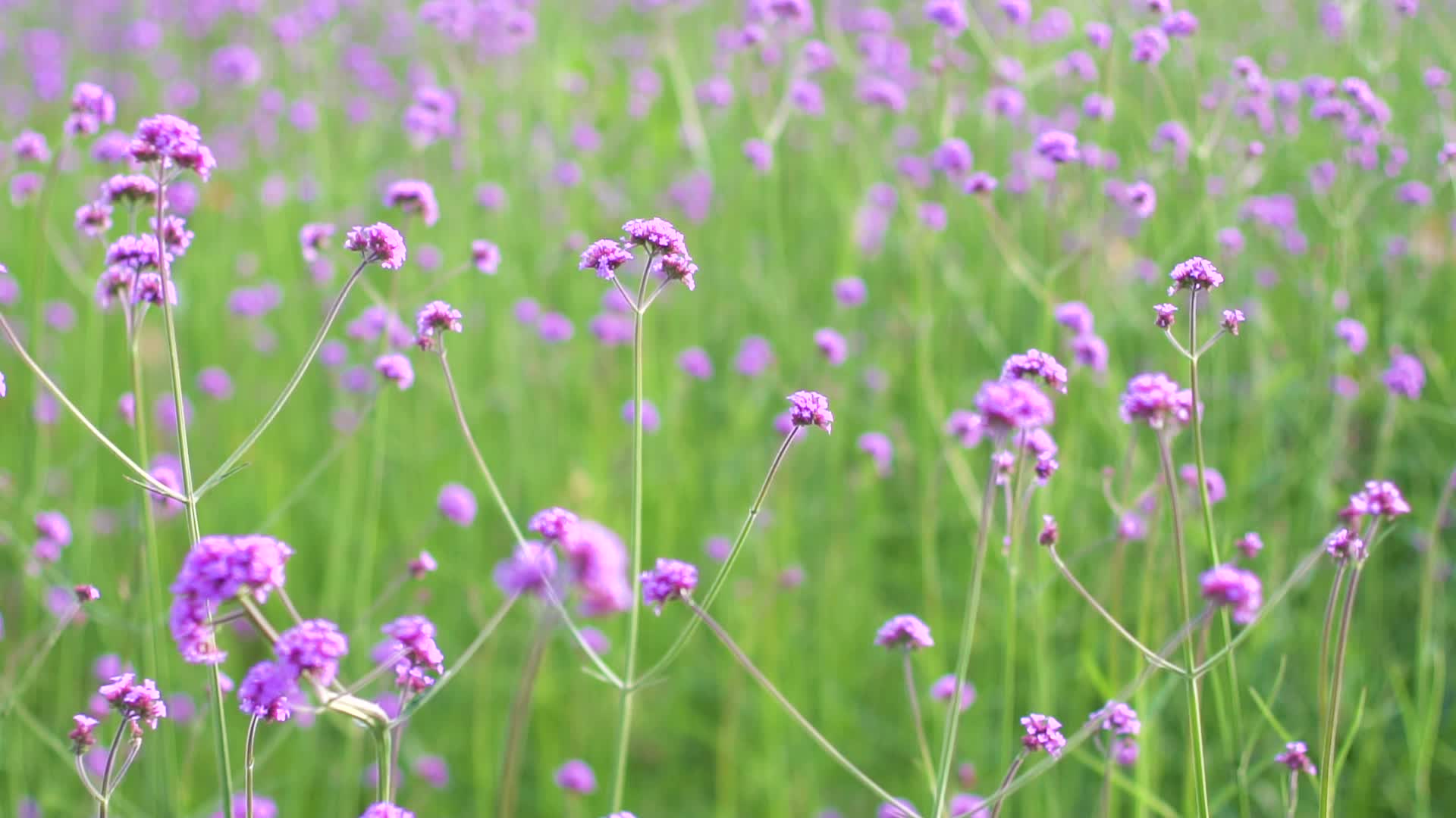 实拍花丛里的小花升格视频的预览图
