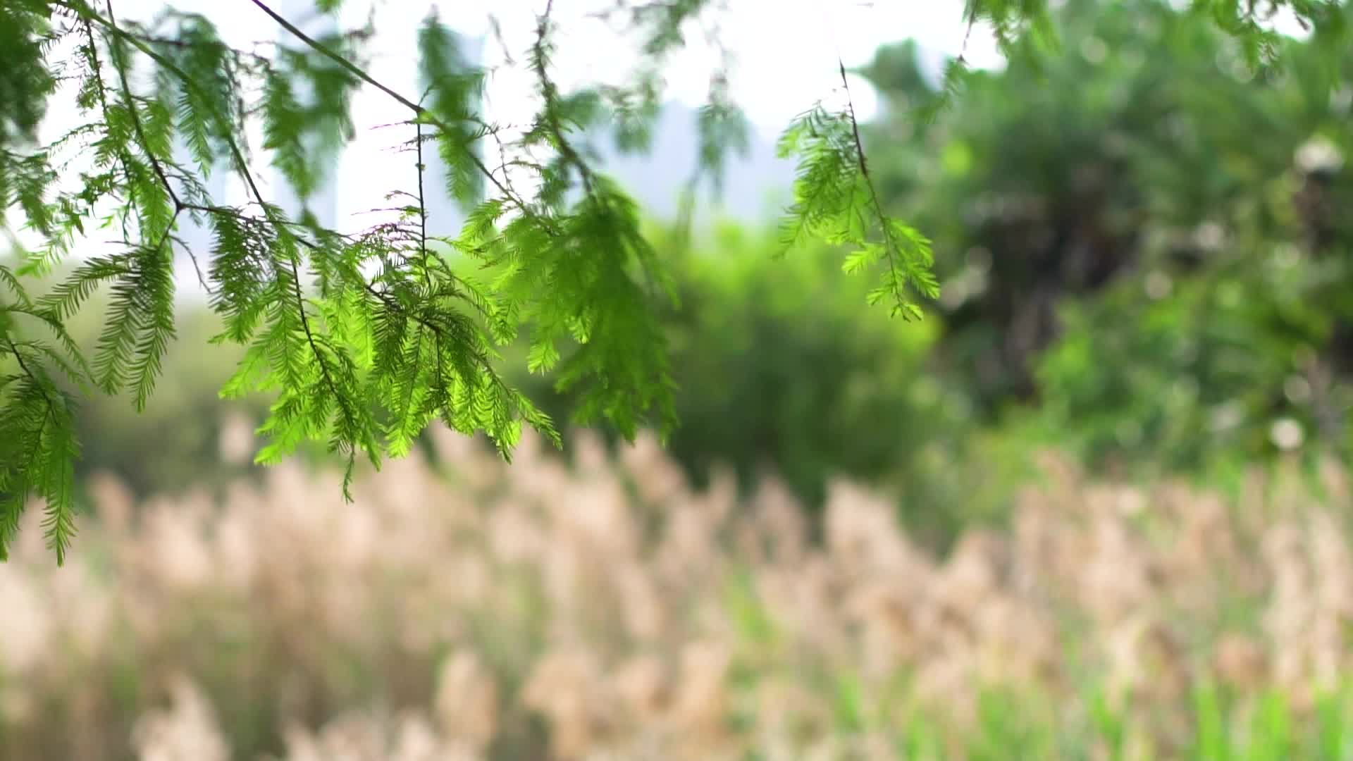 实拍户外树叶升格视频的预览图