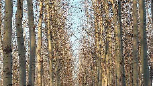 4K北方冬天光秃秃的杨树林景观视频的预览图