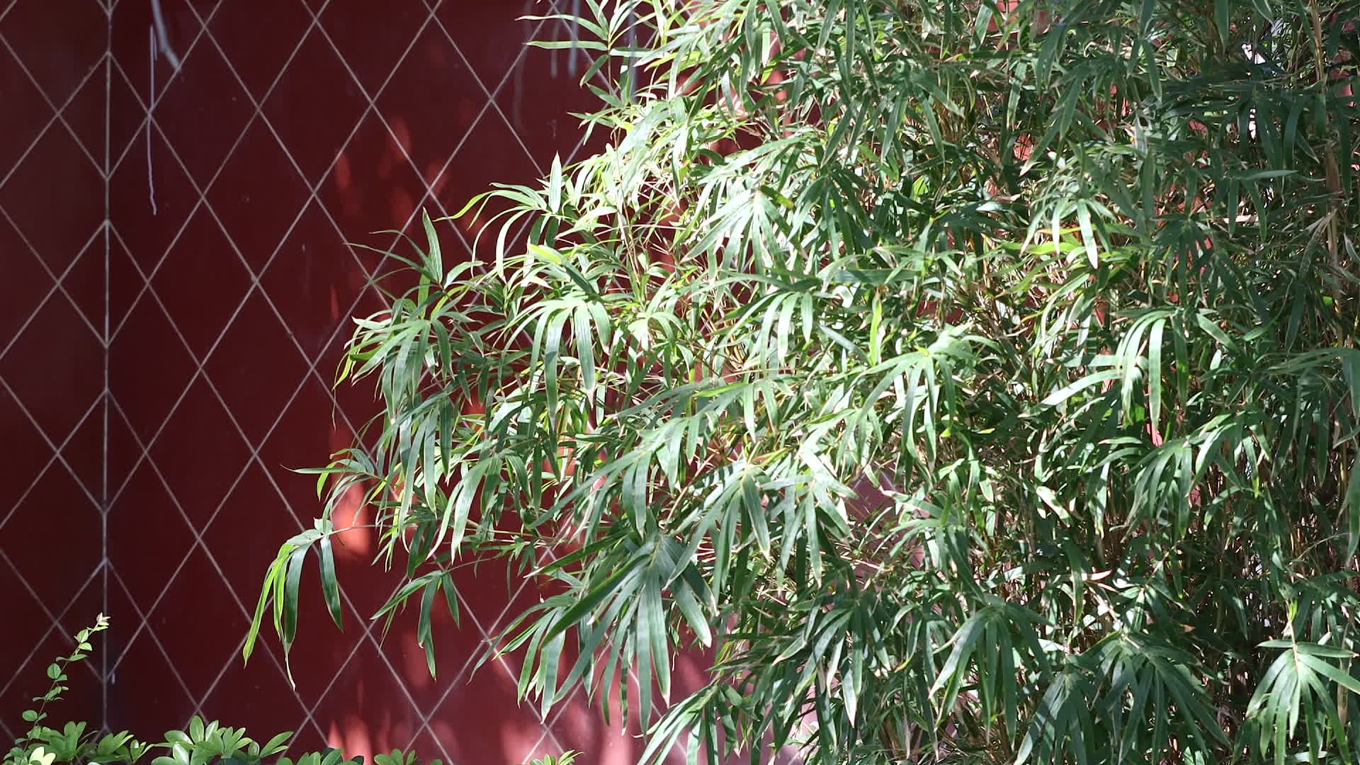 中午阳光红墙前的绿竹随风摇曳视频的预览图