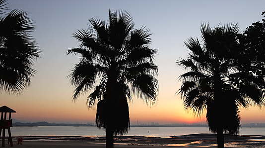 南方海边城市棕榈树前日出延时摄影视频的预览图