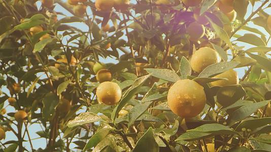 金桔橘子种植基地金桔种植园宣传视频视频的预览图