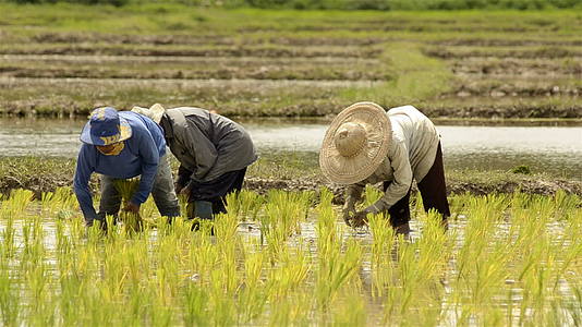 农民插秧种水稻视频的预览图