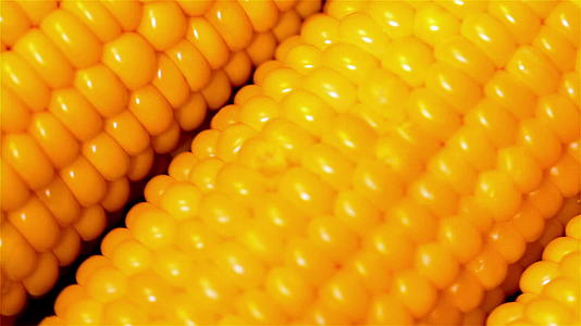 玉米棒子特写玉米粒高清视频农业种植基地视频的预览图