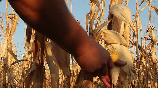 搬玉米干旱影响农业视频的预览图