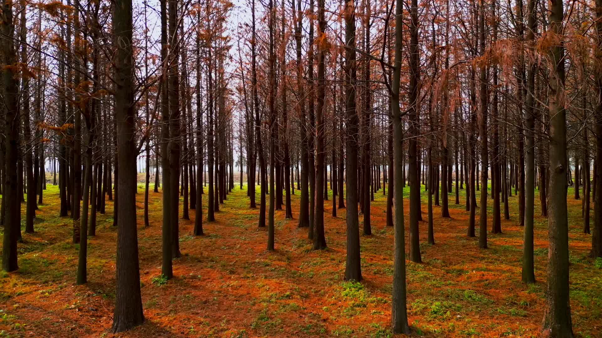 4K60帧秋天枫树树林红色枫叶视频的预览图