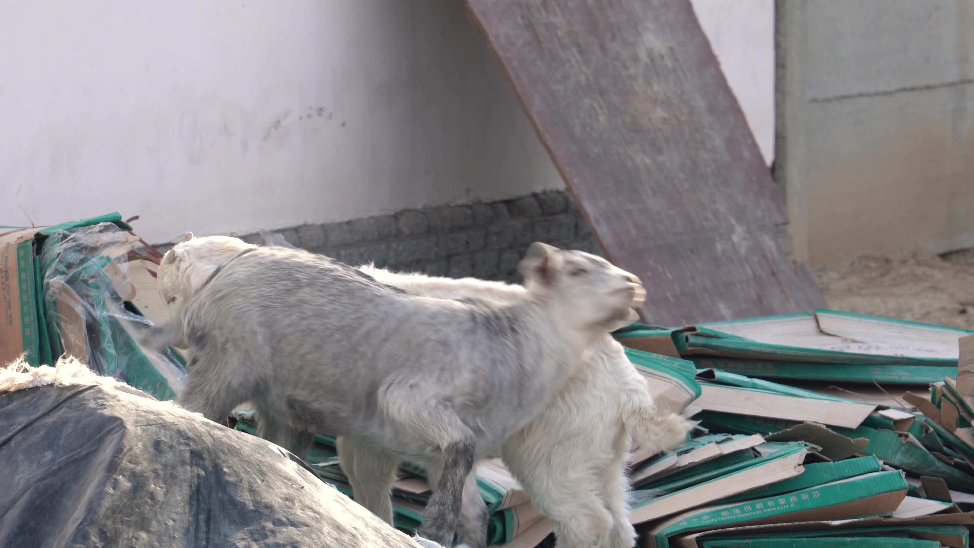 4K养殖畜牧小羊羔嬉戏打闹视频的预览图