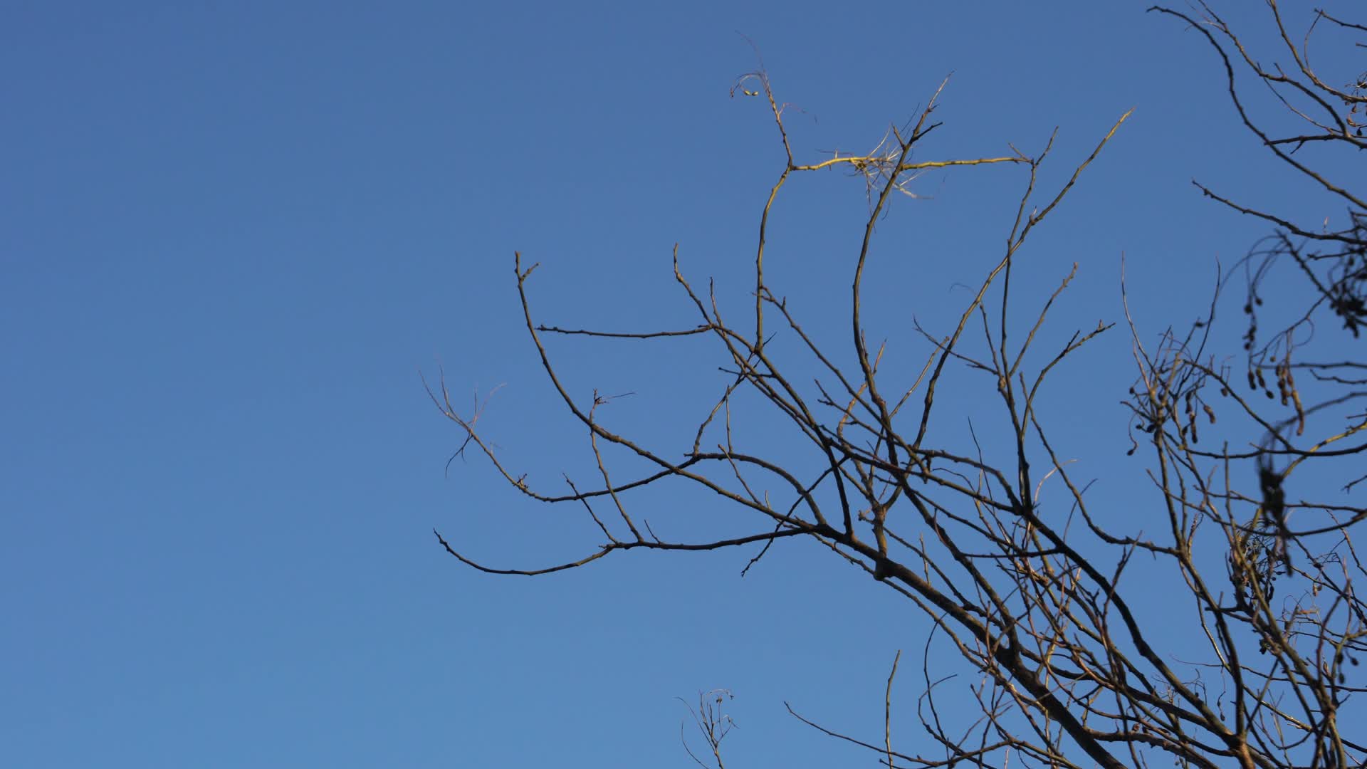 4K北方冬天光秃秃的树枝树干视频的预览图