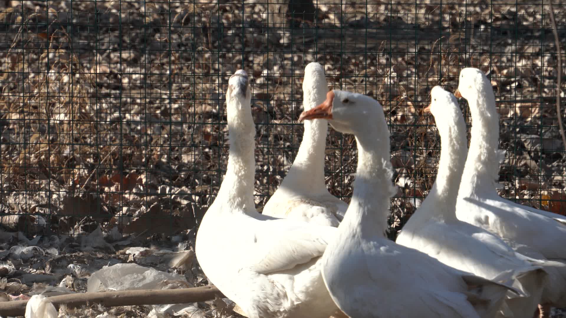 4K家禽养殖北方农村散养鹅视频的预览图
