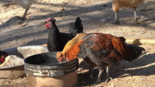 4K家禽养殖农村鸡群在圈内低头喝水视频的预览图