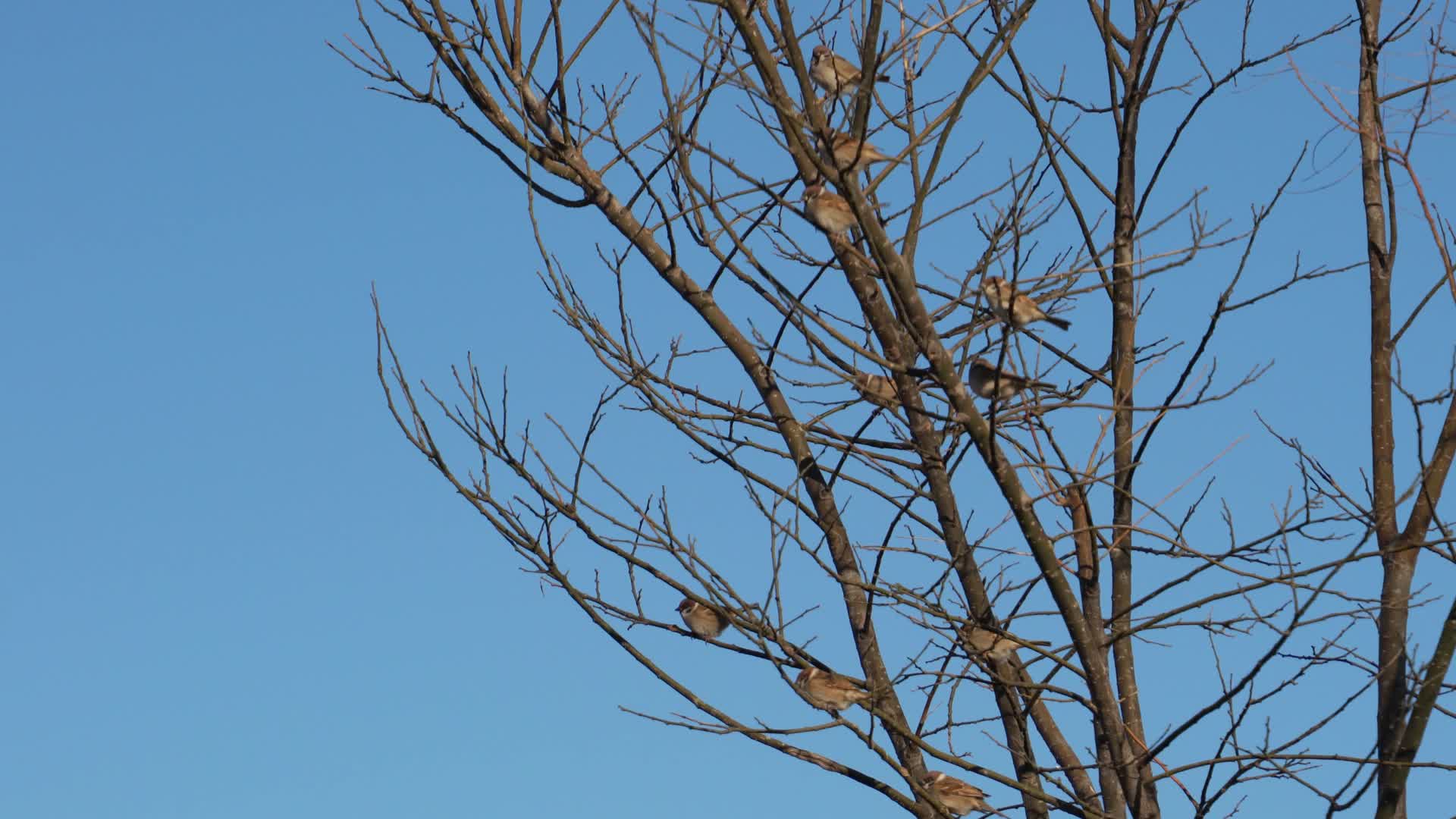 4K北方冬天枝头上的麻雀视频的预览图