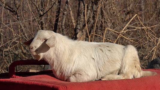 4K养殖畜牧冬日暖阳下的绵羊视频的预览图