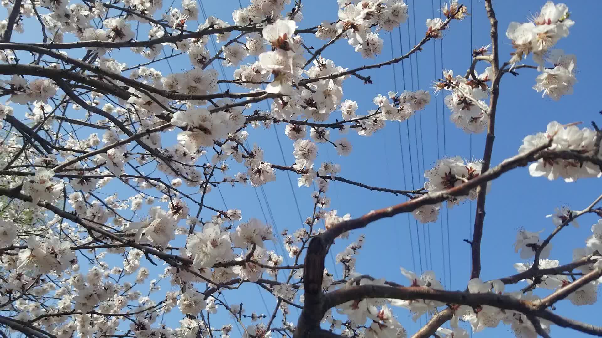 春天桃花视频的预览图
