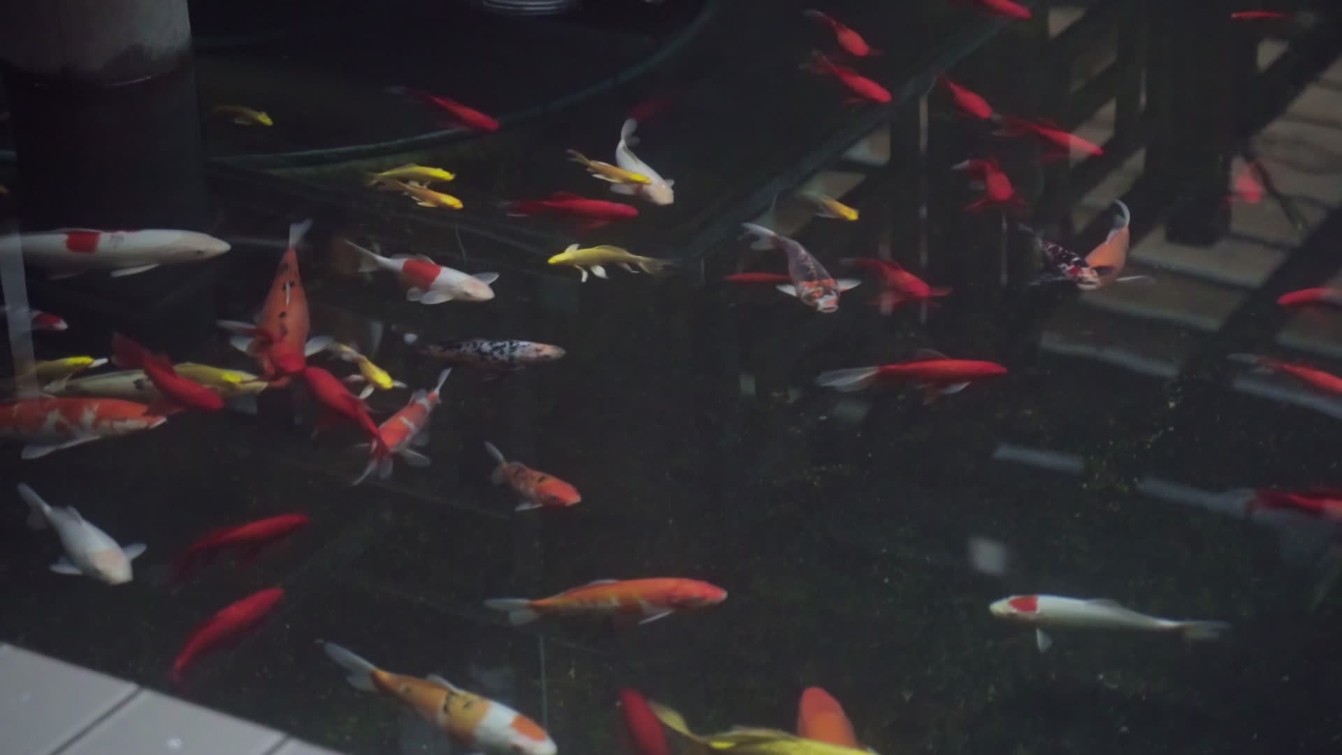 农家乐小鱼塘金鱼腔鱼视频的预览图