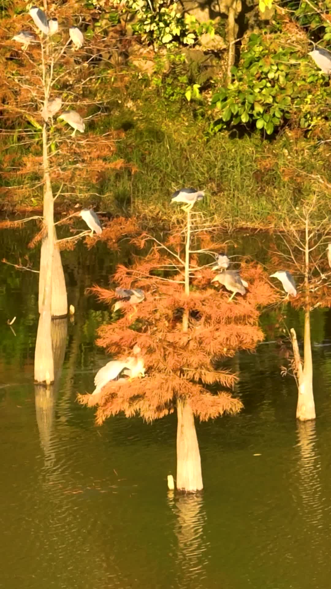高清竖屏航拍水杉上白鹭鸟群风景视频的预览图