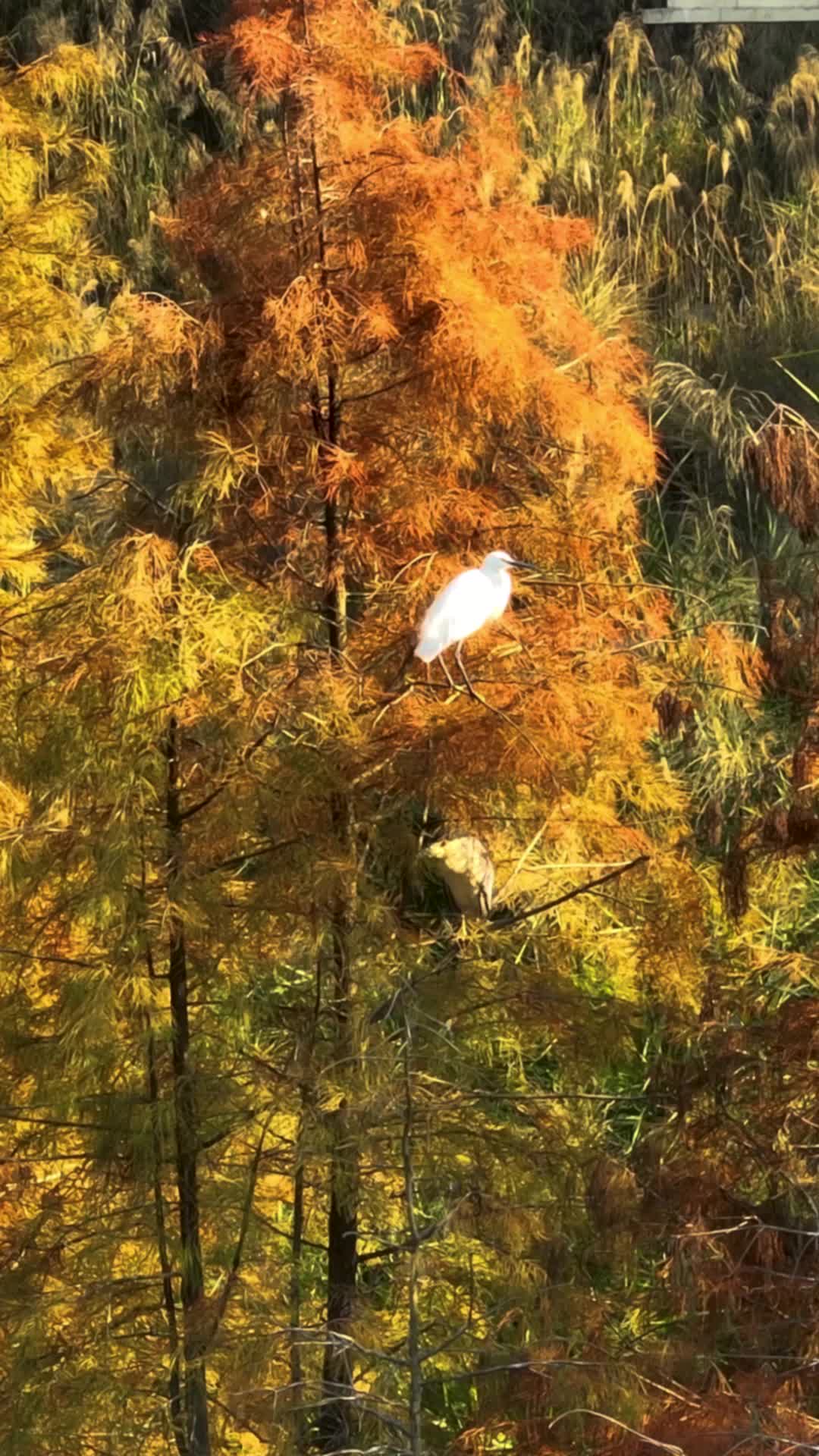 高清竖屏航拍武鸣花花大世界树上白鹭视频的预览图