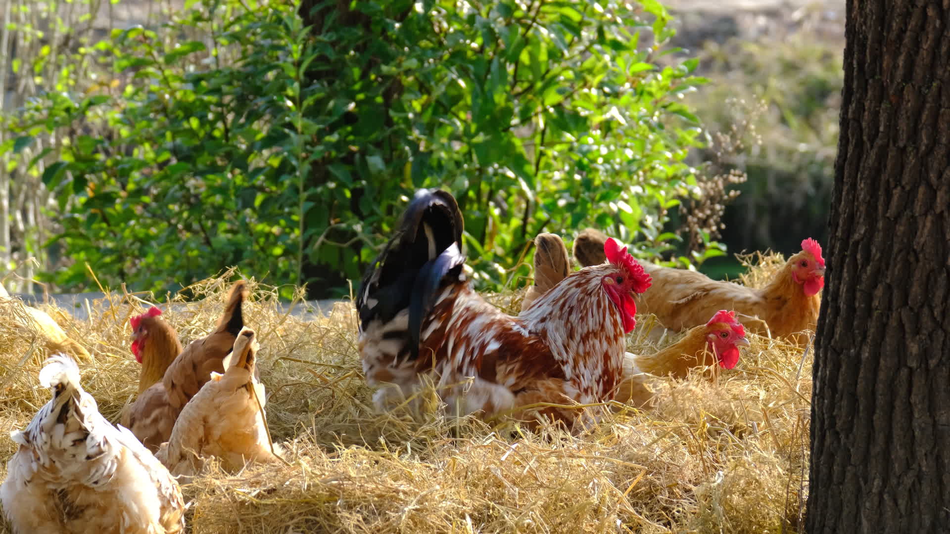 一群鸡在干草里找虫吃4K视频的预览图