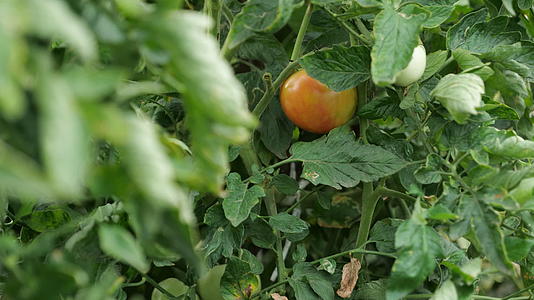 4K农民种的西红柿熟了视频的预览图