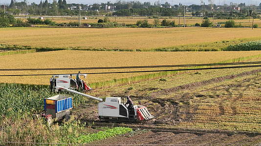 4K农民收割粮食水稻庄稼视频的预览图
