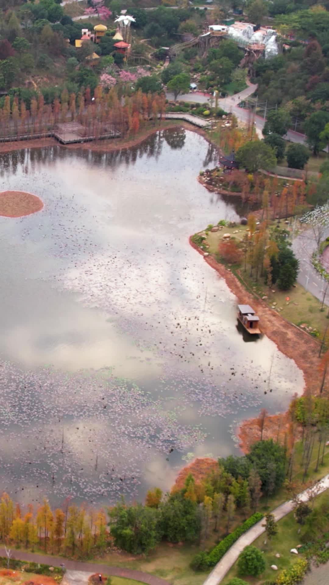 高清竖屏航拍南宁青秀山东门兰湖落羽杉视频的预览图