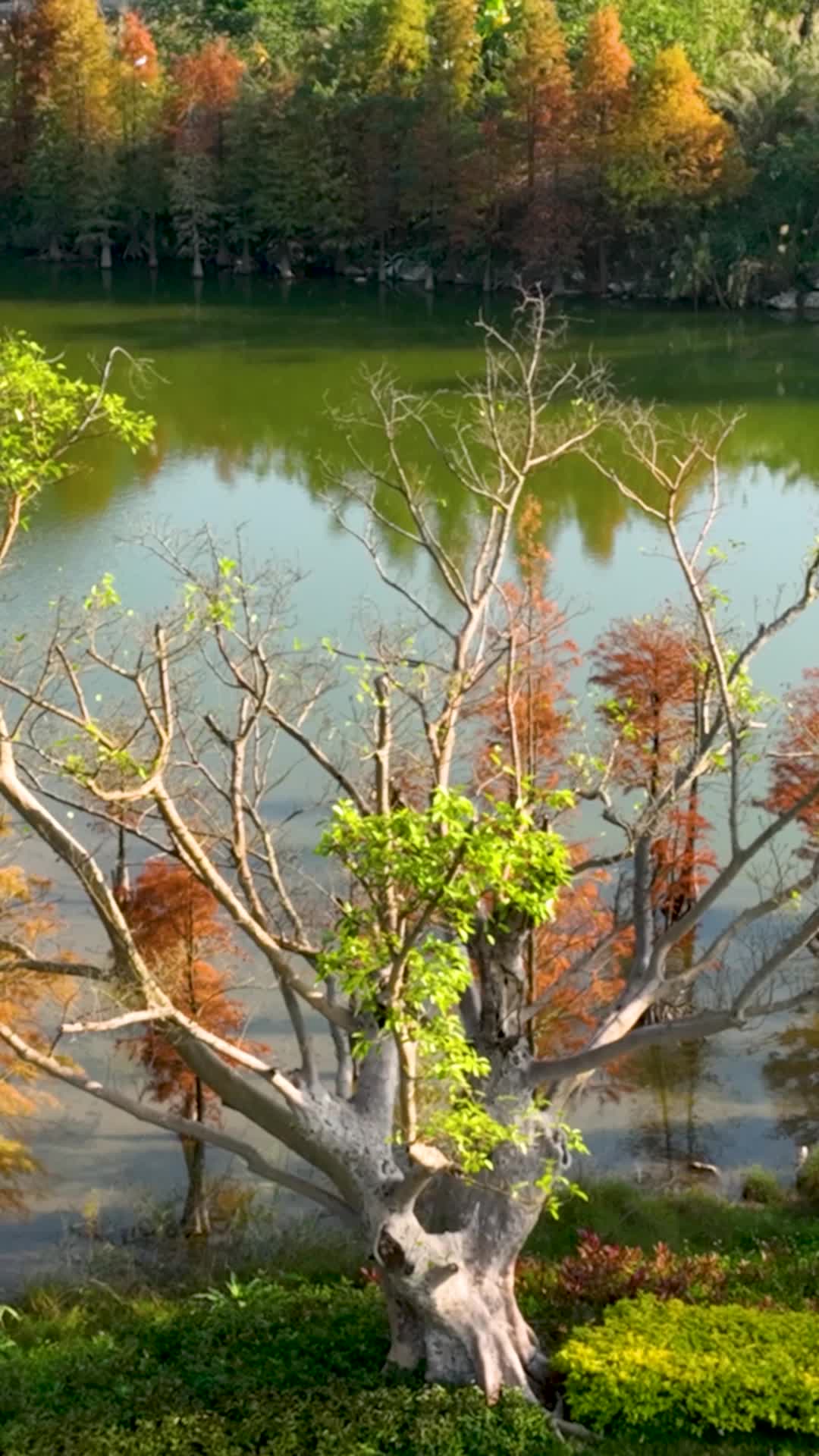 高清竖屏航拍武鸣花花大世界美丽水杉视频的预览图