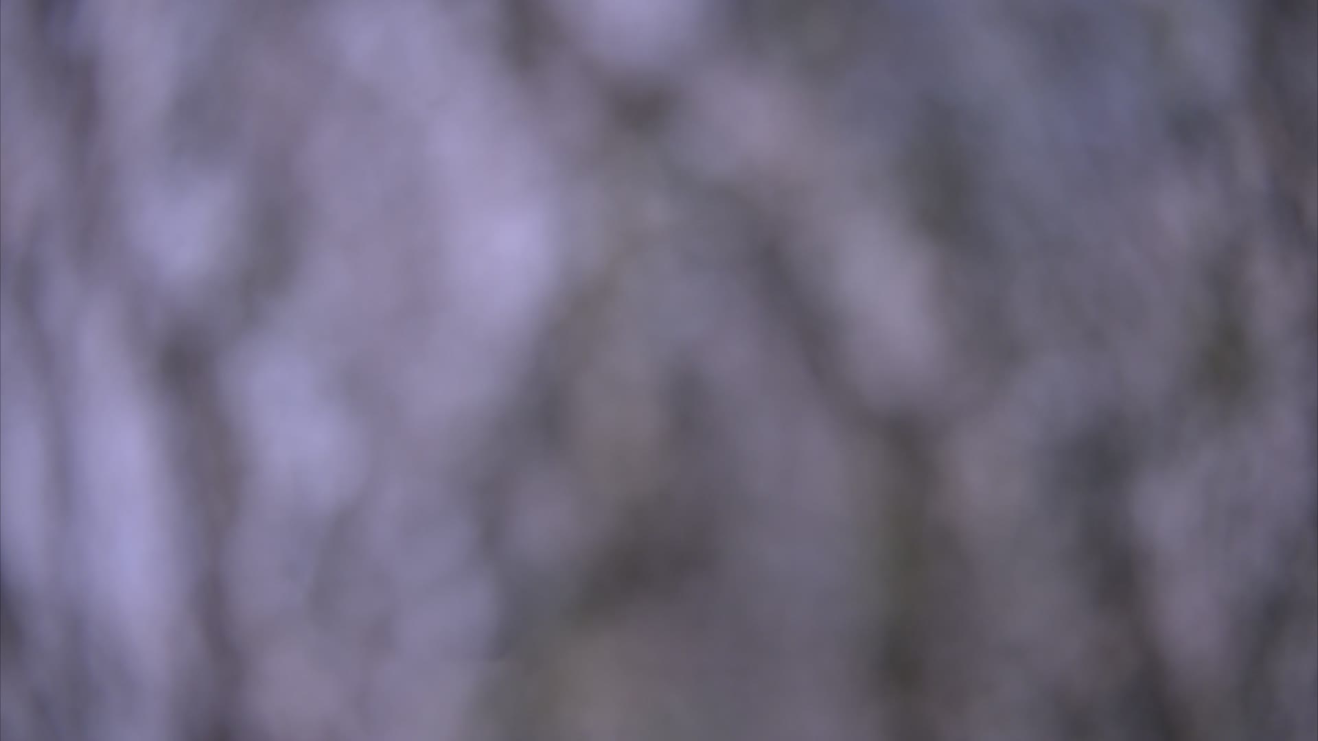 8K高清银杏实拍视频视频的预览图