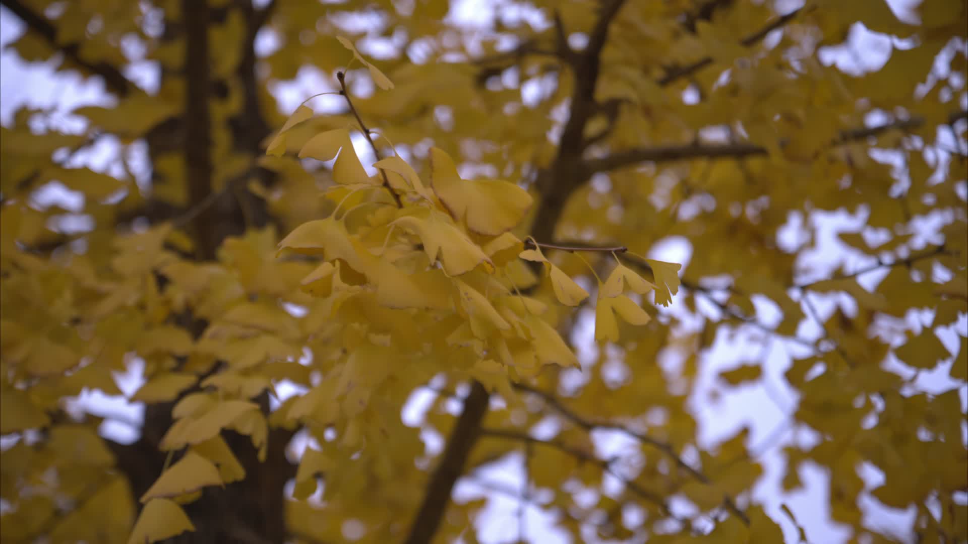 4K高清银杏实拍视频视频的预览图