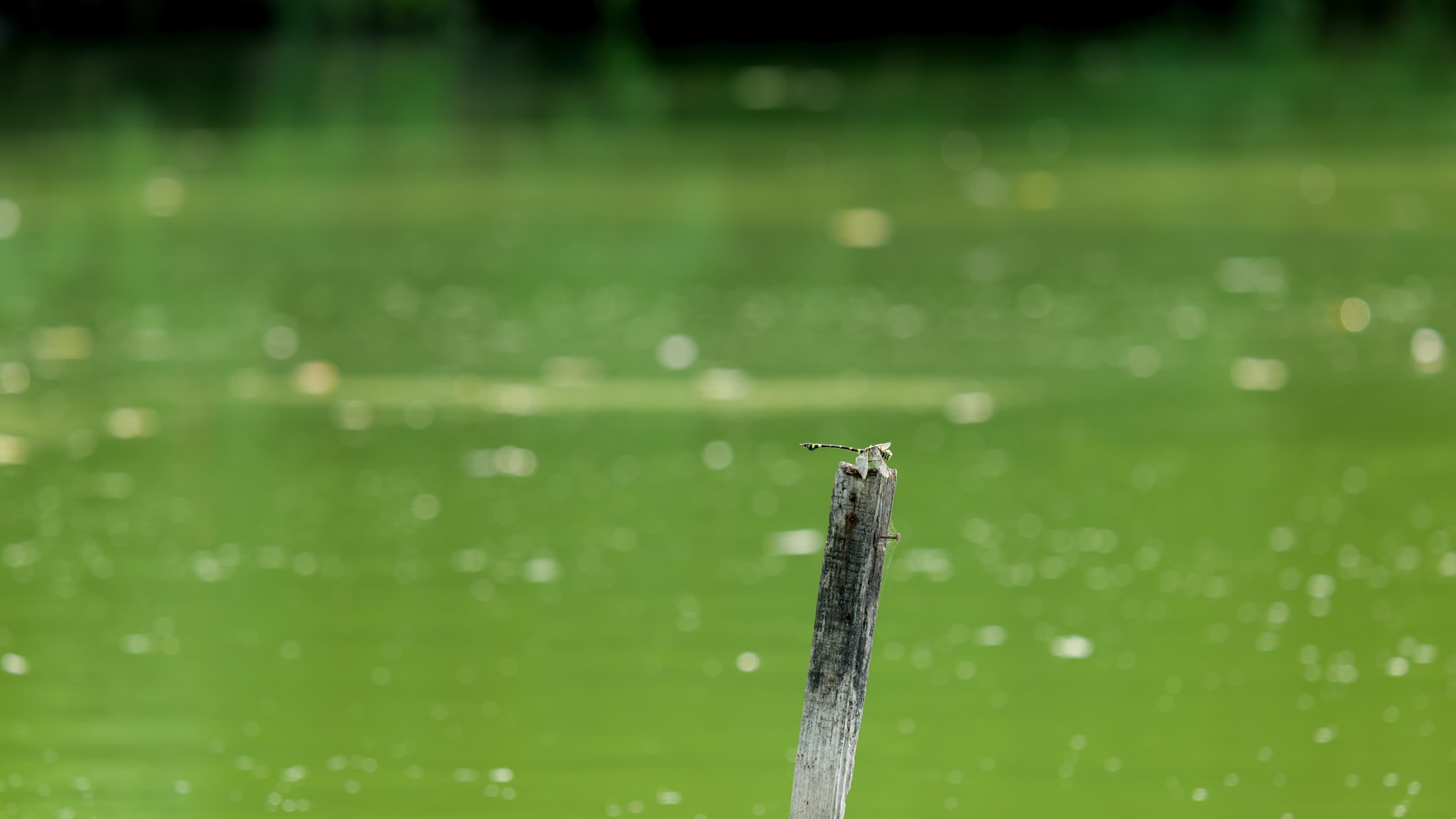 池塘里的蜻蜓4K视频的预览图