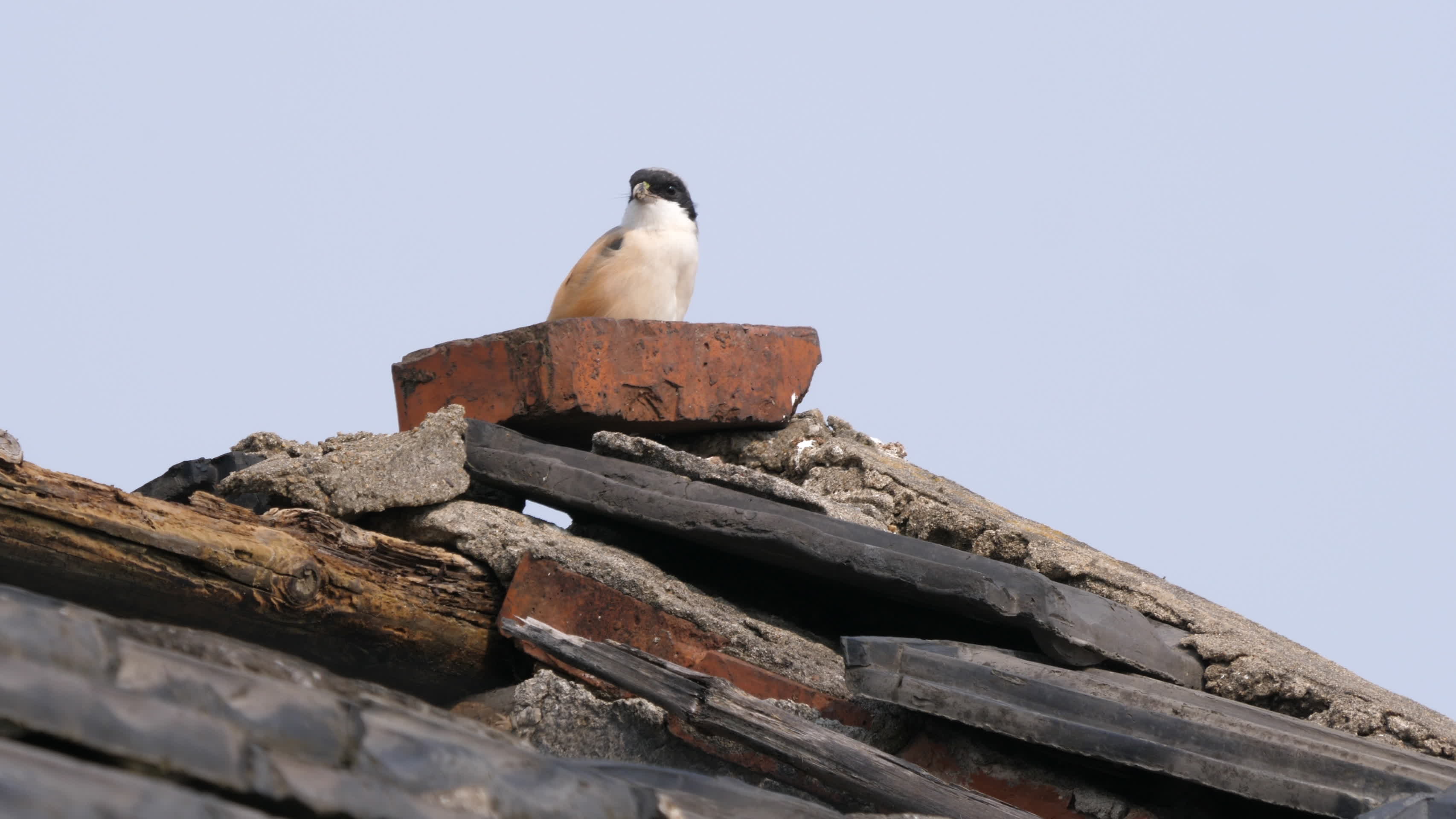 屋顶一只伯劳鸟4K视频的预览图