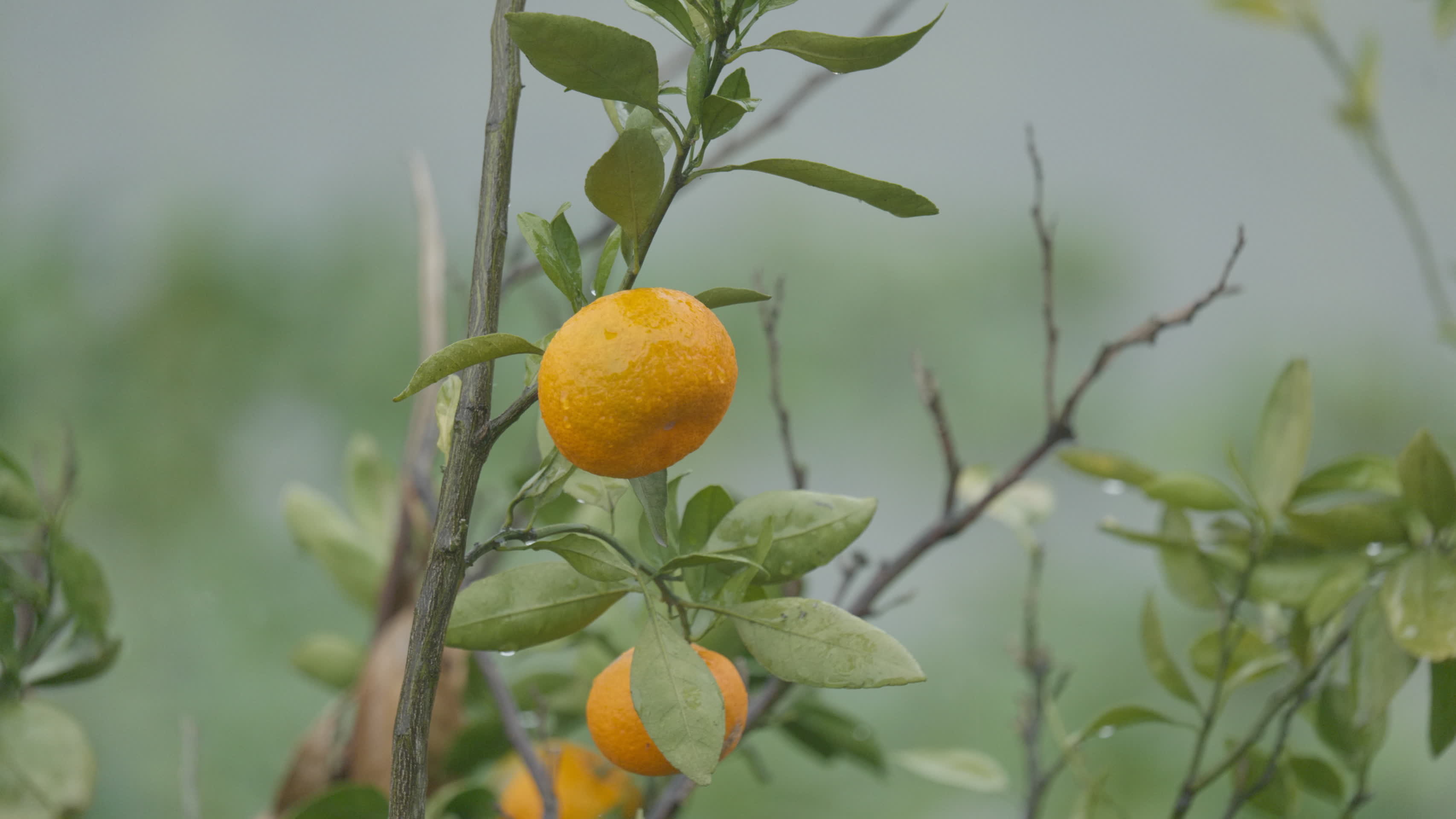 雨中橘子树4K视频的预览图