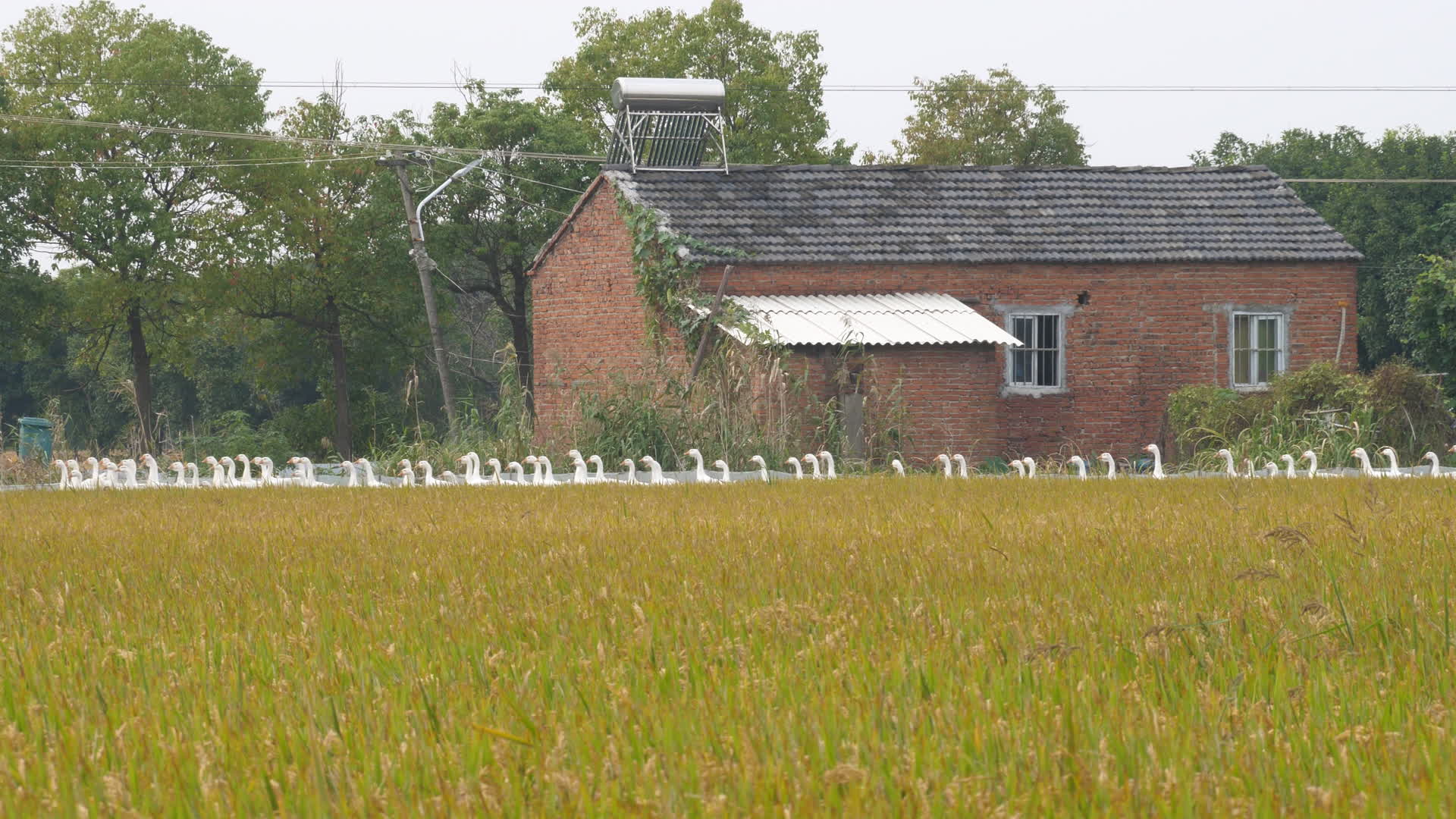 4K农村稻田里一群大白鹅视频的预览图