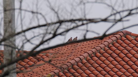 屋顶一对情侣斑鸠视频的预览图