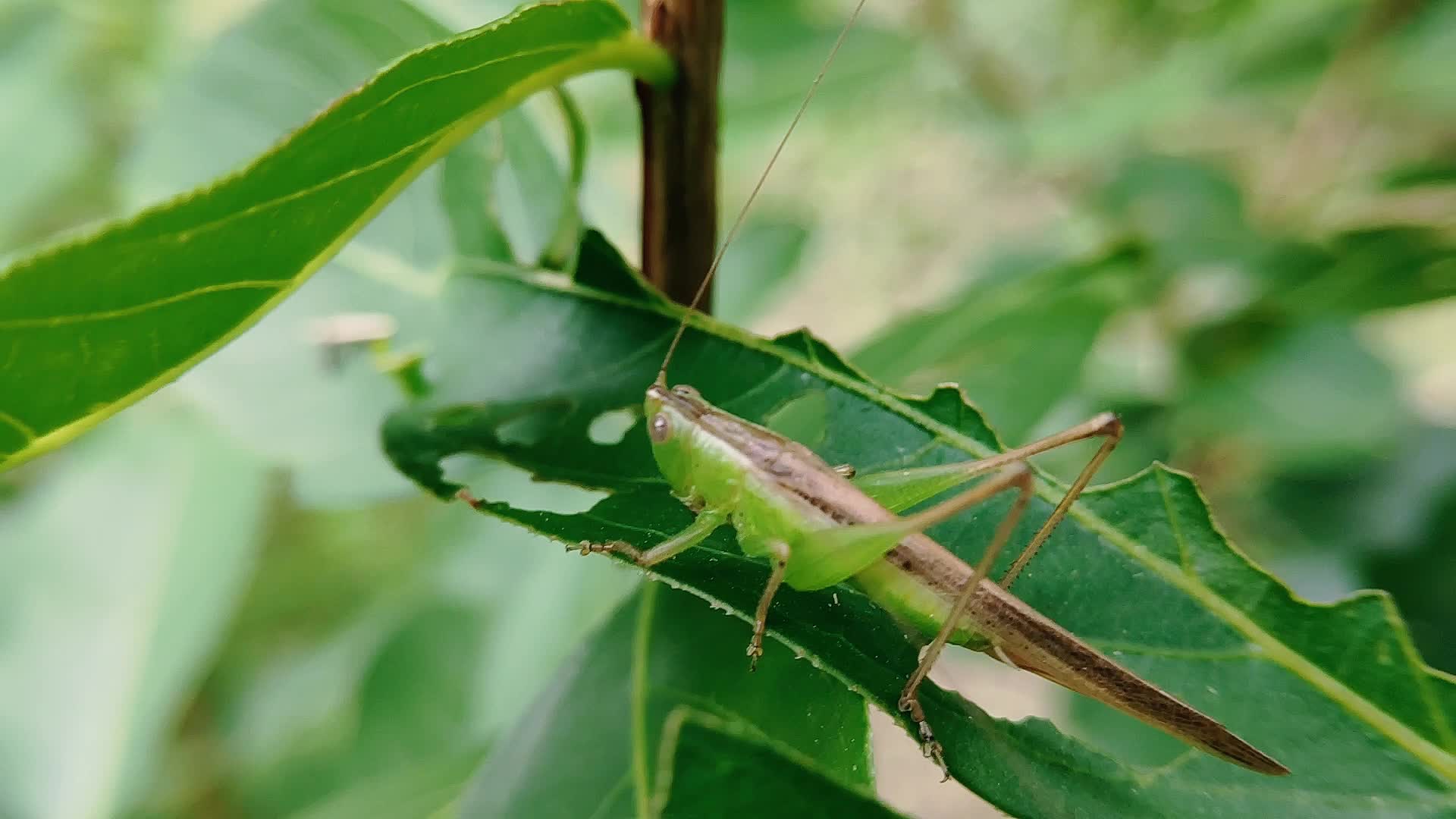 蚂蚱属直翅目自然景观昆虫视频视频的预览图
