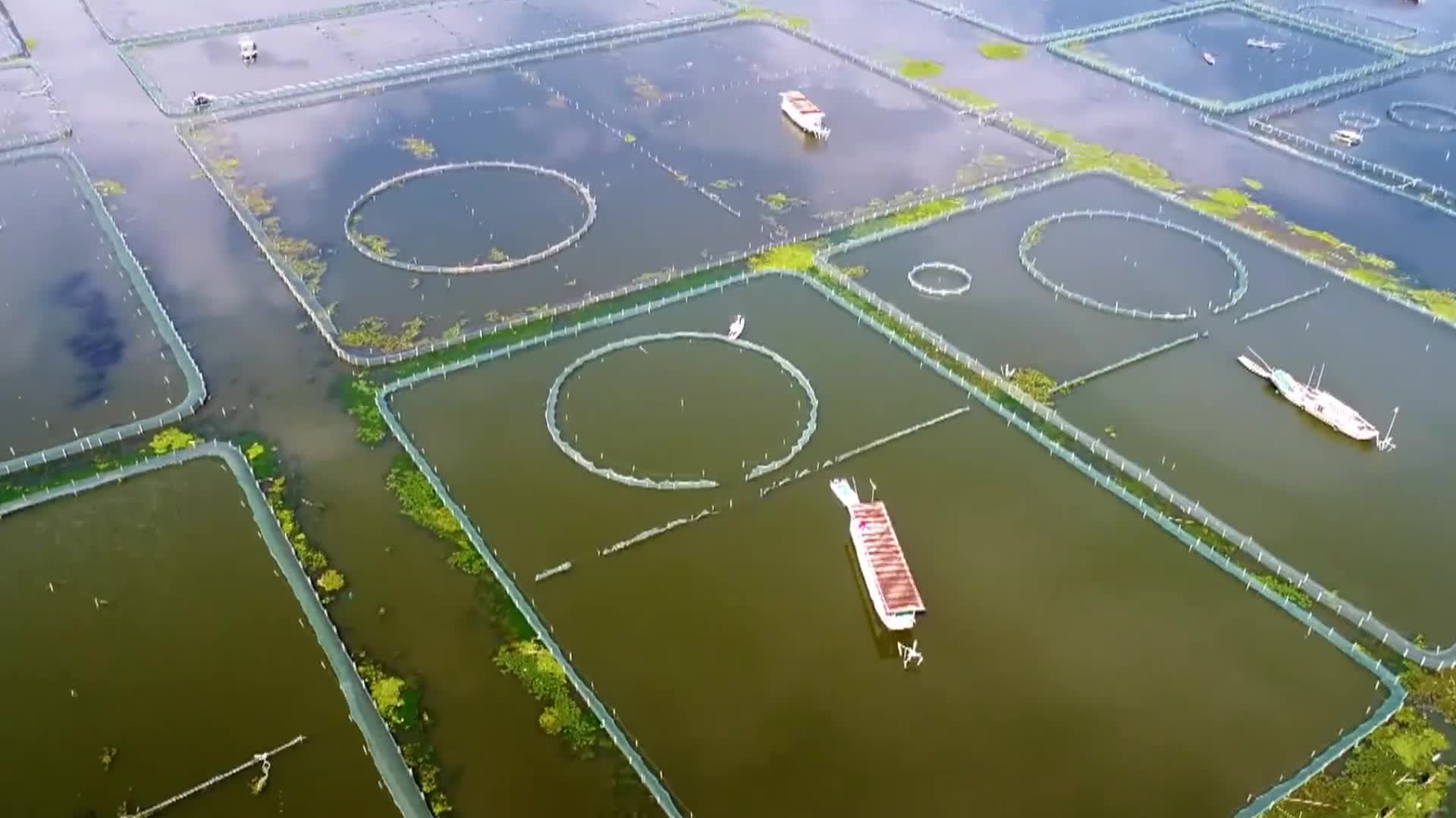 航拍阳澄湖养殖场特色经济发展视频视频的预览图