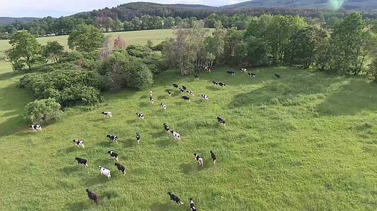 景观人文4K航拍草原牧场奶牛视频视频的预览图