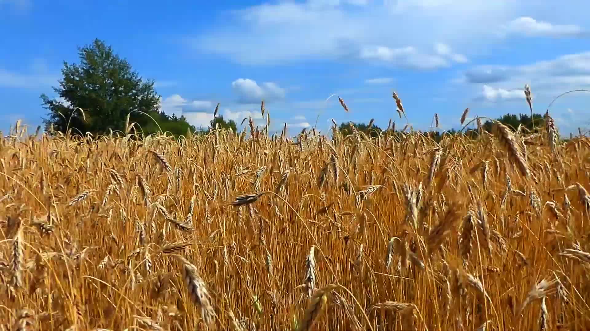 特写丰收金色麦田成熟小麦农业经济发展视频视频的预览图