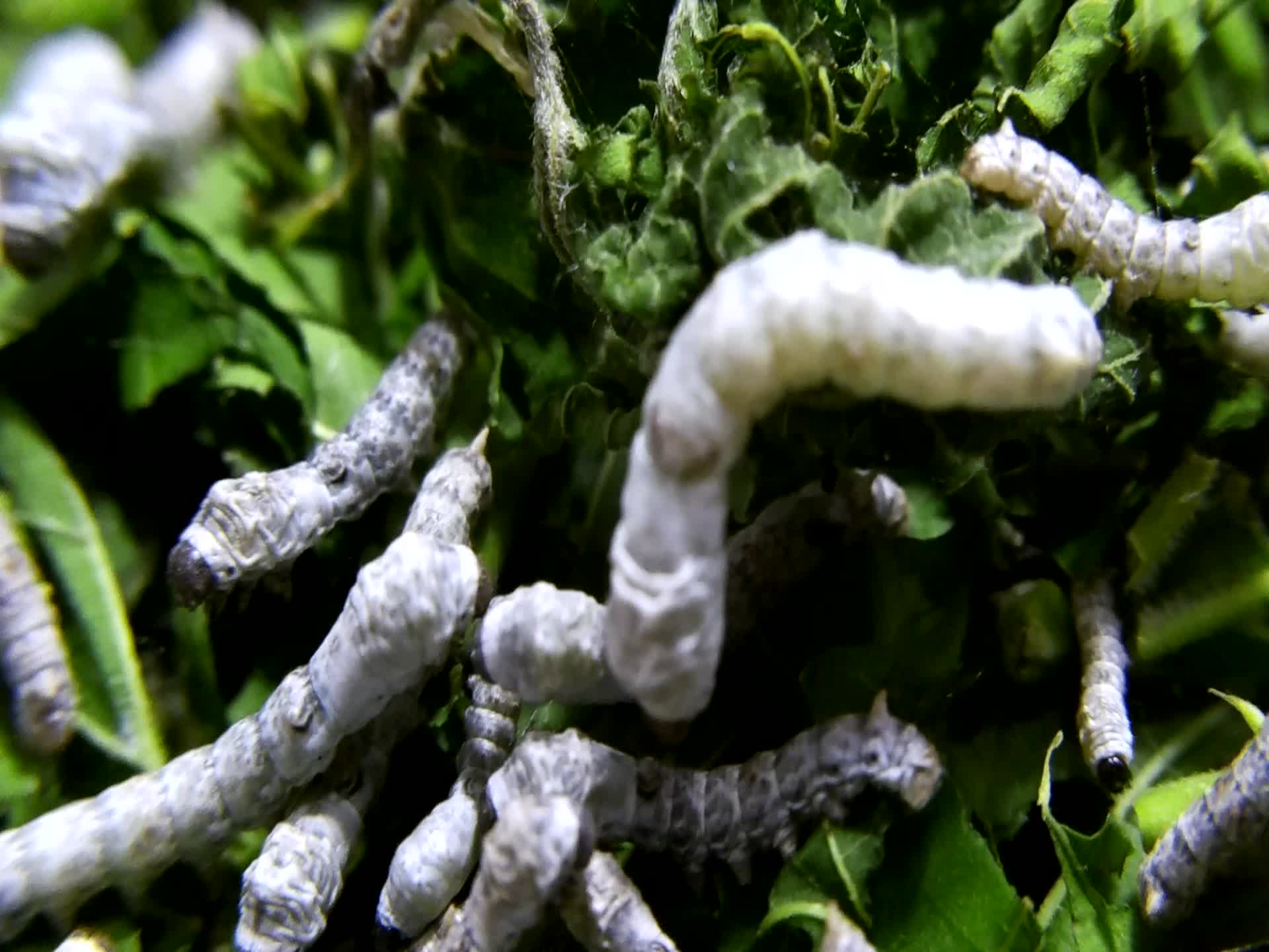 实拍养殖业蚕宝宝桑叶觅食昆虫自然世界视频视频的预览图