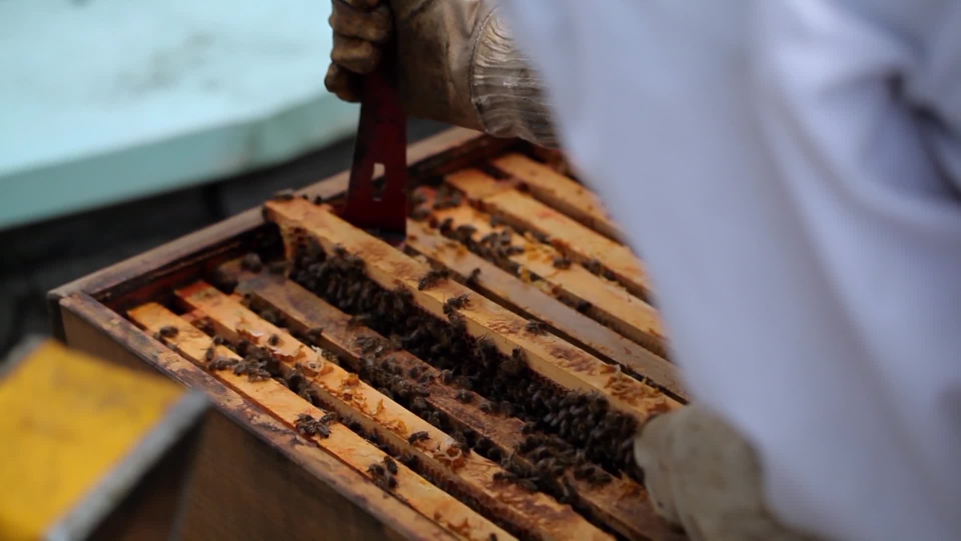 养蜜蜂蜂蜜现代养蜂视频视频的预览图