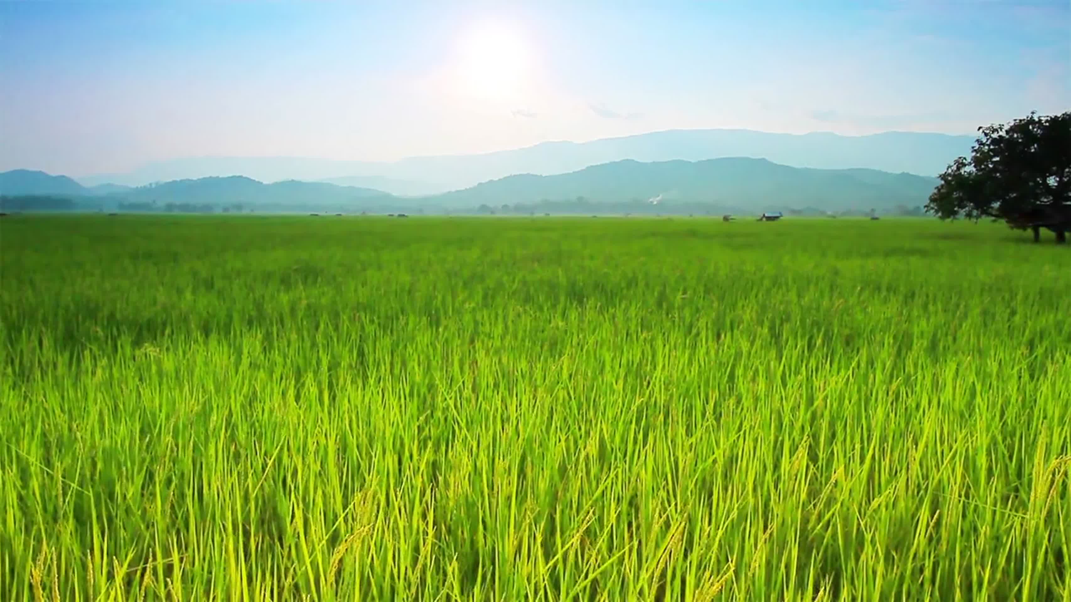 草地绿地开阔天空大自然美景视频视频的预览图